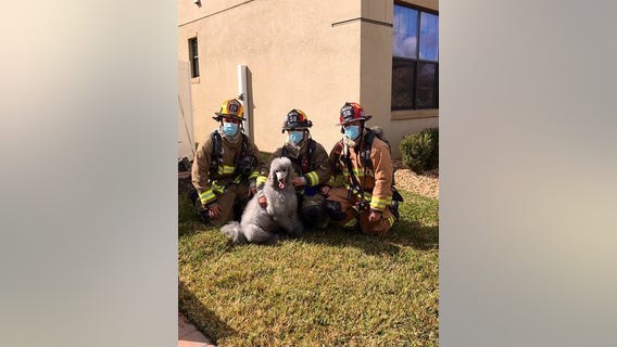'She was our hero': Prada the dog alerts owners of fire using Ring camera