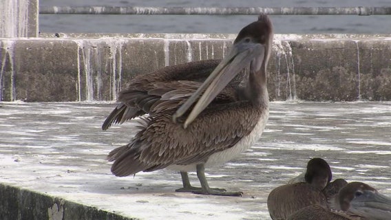 Mutilated pelicans found at Sunshine Skyway pier dubbed 'death row'