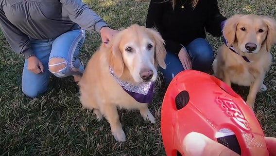 FOX 13’s inaugural ‘Golden Bowl’ pits our 'vets' against our 'pups'