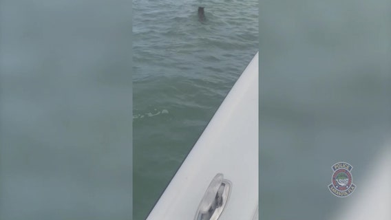 Sarasota officer helps swimming coyote get to dry land