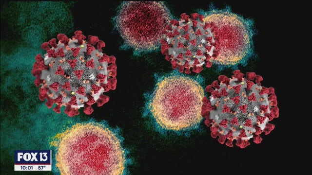 USF tracking virus mutation strains detected in Bay Area