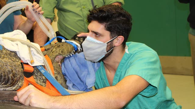 UF vets pull shoe from gut of 10.5-foot, 341-pound Nile crocodile