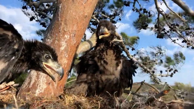 Eaglet rehabilitated, re-nested after great horned owl attack