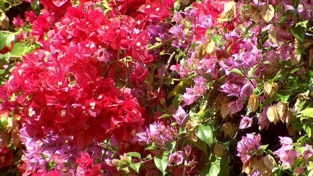 When to water, trim, fertilize flora for a stunning backyard Florida garden