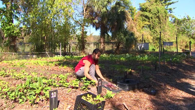 Amateur gardeners find green thumb at Sweetwater Organic Community Farm
