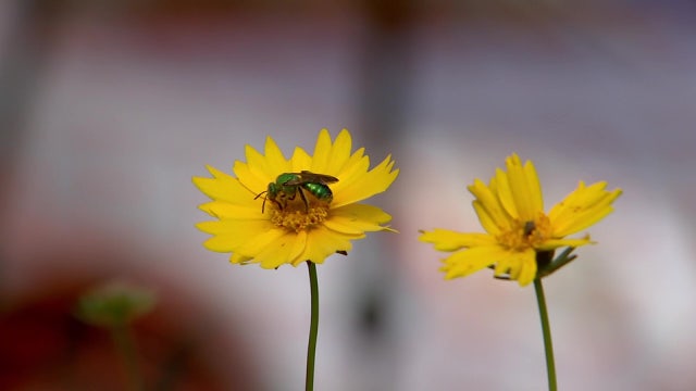 Birds, bees, butterflies have new home thanks to Tampa Housing Authority