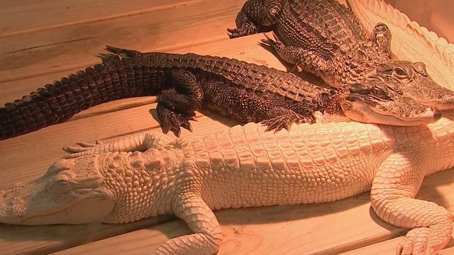 See some of the world's rarest reptiles at Madeira Beach's Alligator and Wildlife Discovery Center