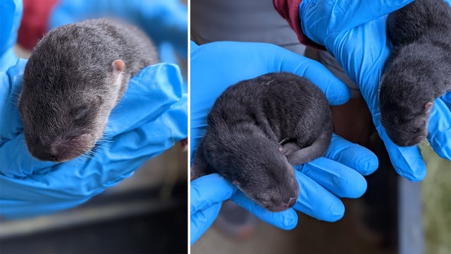 North American river otter pups born at Florida zoo for the first time