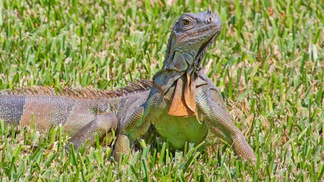 FWC votes to prohibit breeding of 16 non-native reptiles, including green iguanas