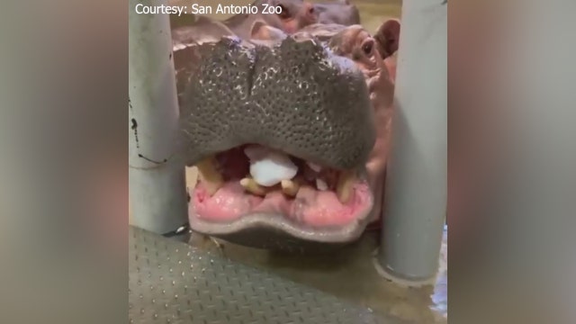 San Antonio hippo appears to have had enough of the cold weather as he spits out snow