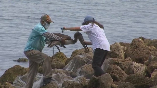 Rescue group pleads for help as they rescue hundreds of pelicans from Skyway pier