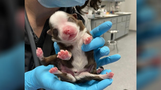 'Miracle' puppy born with six legs in Oklahoma