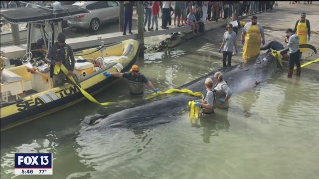 Scientists scramble to study newly-discovered whale species before it's too late