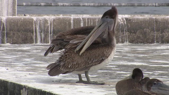 Mutilated pelicans found at Sunshine Skyway pier dubbed 'death row'