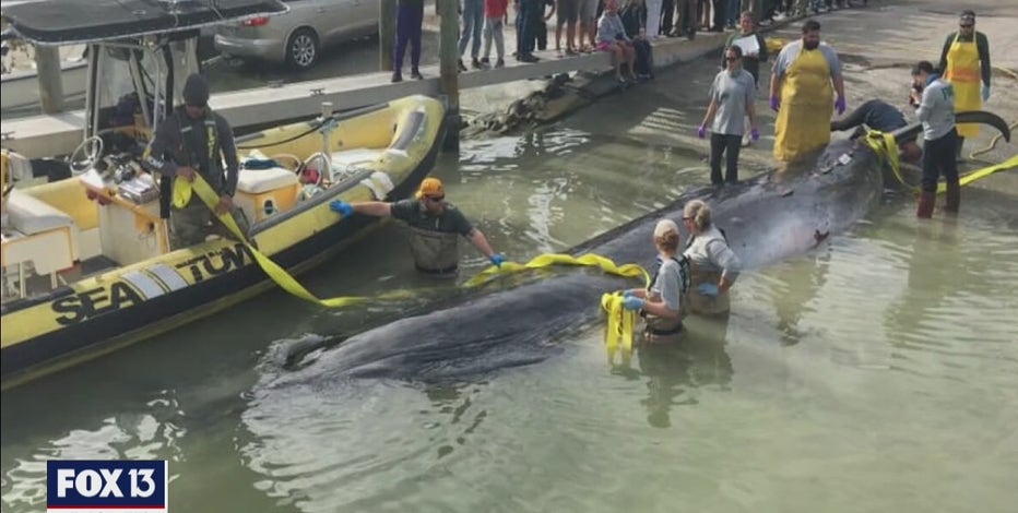 Scientists scramble to study newly-discovered whale species before it's too late