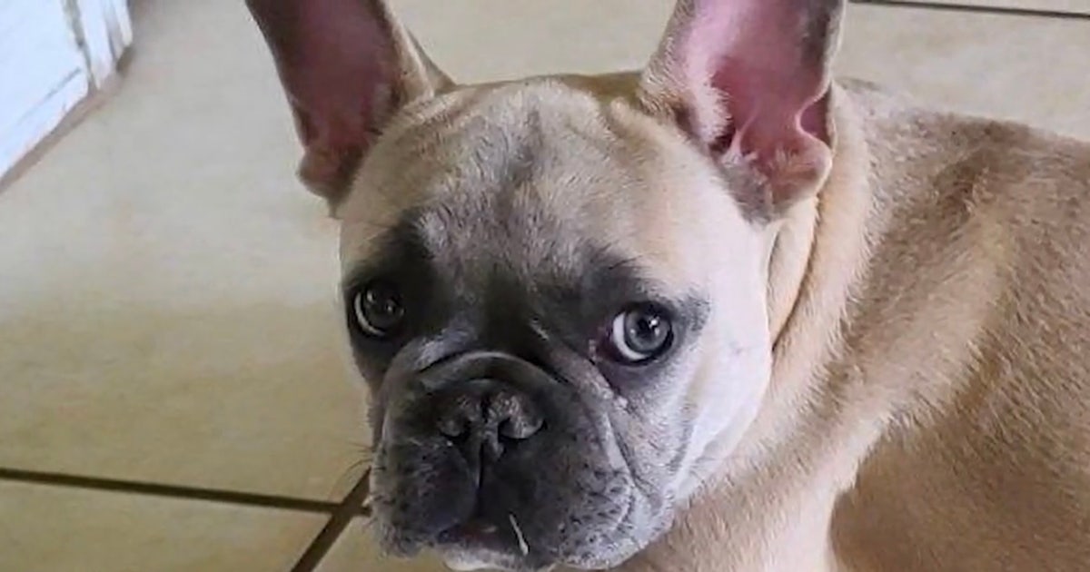Orlando family pleads for return of stolen French Bulldog named Bugsy ...