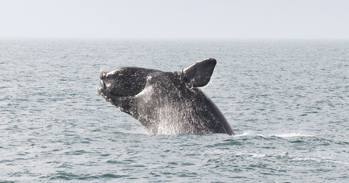 Endangered right whales having a baby boom off East Coast | FOX 13 ...