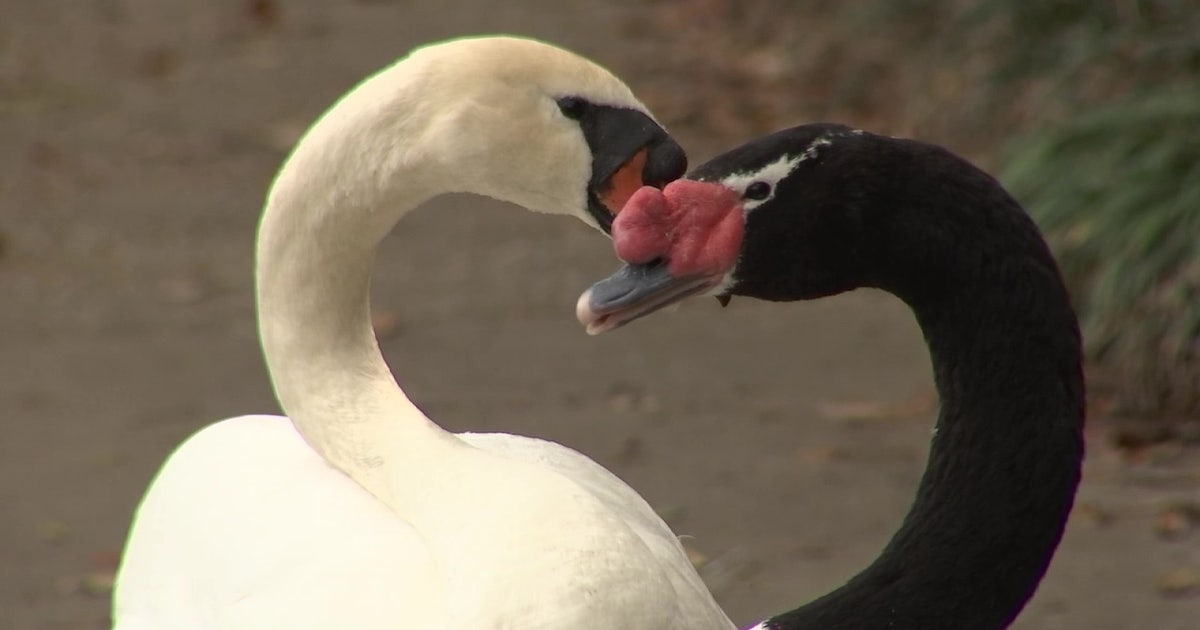 lakeland-mating-swans-1.jpg?ve