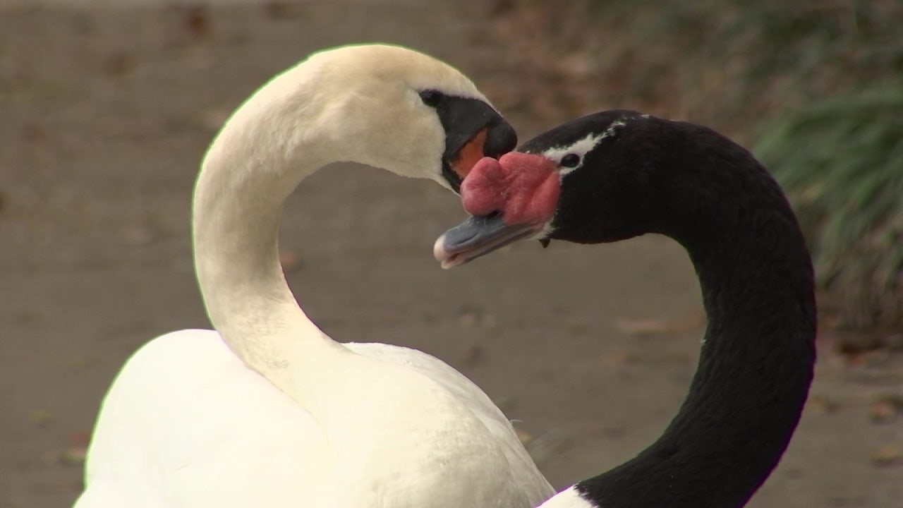Black-necked swan in creates love nest with two mates