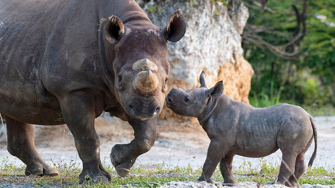 Endangered black rhinoceros calf born at Florida zoo