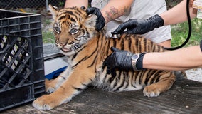 Critically endangered Sumatran tiger born at Zoo Miami