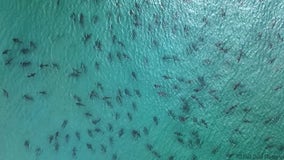 WOW! School of blacktip sharks spotted swimming near Florida beach