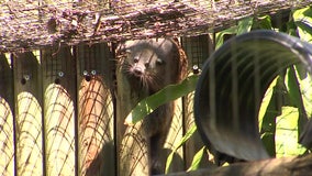 'Popcorn-scented' family of binturongs make public debut at ZooTampa