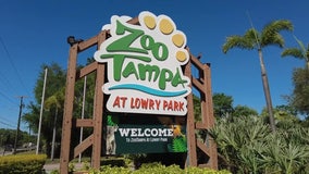 ZooTampa at Lowry Park begins vaccinating animals against COVID-19
