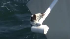 Rescuers attempt to help cat precariously perched on bridge in Fort Lauderdale