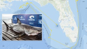 Sharks Sharks