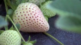 White strawberries hit Florida grocery store shelves