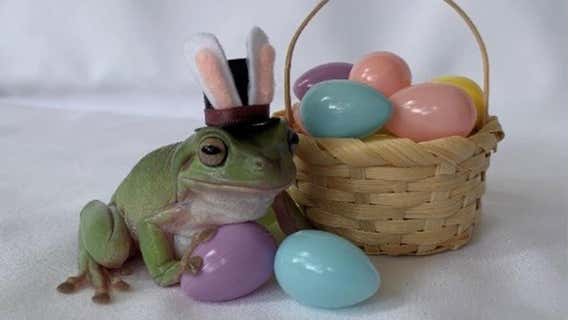 Floridian frog named Betty is Cadbury's 2021 'Bunny'