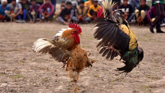 Rooster kills man during banned cockfight in India