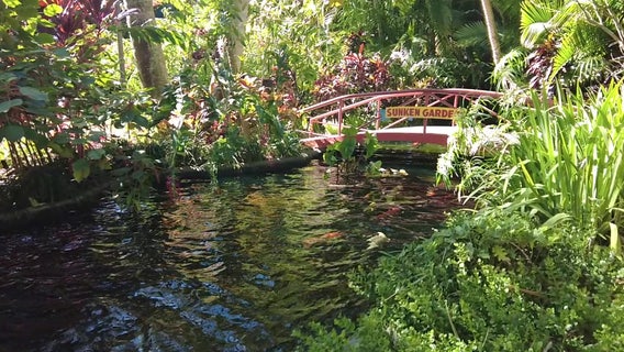 For more than a century, Sunken Gardens has been a tropical oasis in the middle of downtown St. Pete