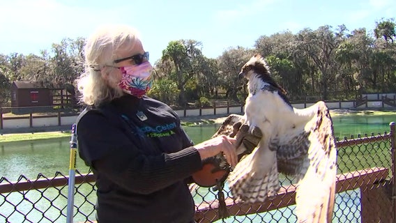 Group that rescues, rehabilitates birds of prey wants more land for new facility