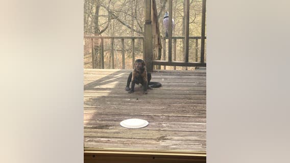 ‘It was very surreal’: Family surprised when baby monkey shows up on Kentucky front porch, stays for days