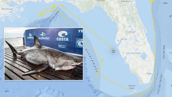 After 3,000-mile swim, great white shark tracked near Tampa Bay
