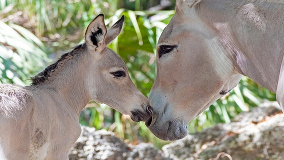 Endangered newborn foal makes debut at Florida zoo