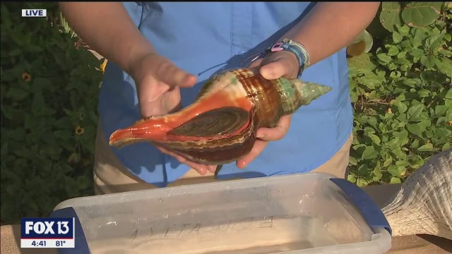 Tampa Bay Watch promotes environmental stewardship with family field trips