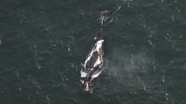 Critically endangered right whale found dead off South Carolina beach