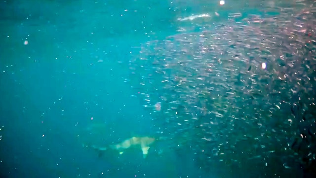 Sarasota PD dive team encounters shark feeding frenzy during offshore training