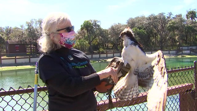 Group that rescues, rehabilitates birds of prey wants more land for new facility