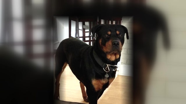 Family launches natural dog treat company in honor of beloved Rottweiler