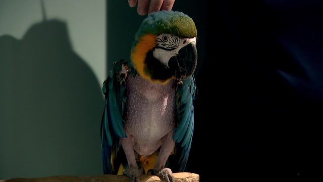 Guests can ‘go wild’ this week at Clearwater Marine Aquarium 