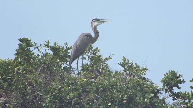 Attempt at scaring vultures ruffled feathers of Sun City Center residents who say it’s disturbing all birds
