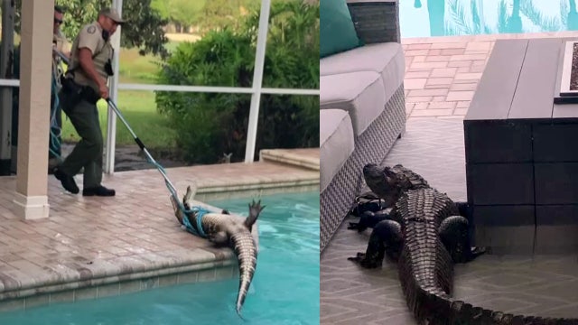 Massive gator gets trapped on lanai before taking a swim in family's pool