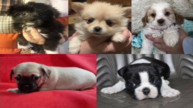 2 women stole puppies worth $35,000 from Bradenton pet shop, deputies say