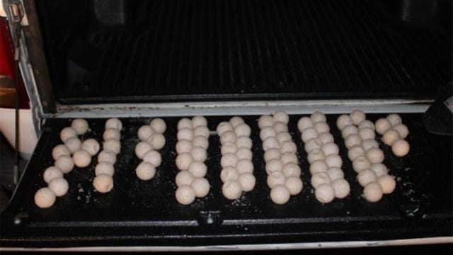 Florida men sentenced to federal prison for poaching protected sea turtle eggs