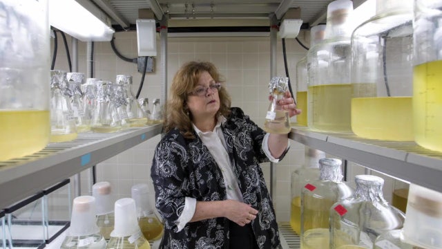 Mote scientists hope red tide research leads to improved predictions