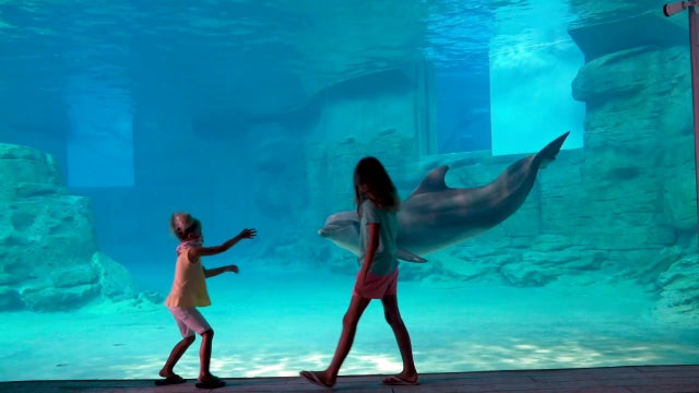 Guests of all species can now enjoy Clearwater Marine Aquarium's expansion